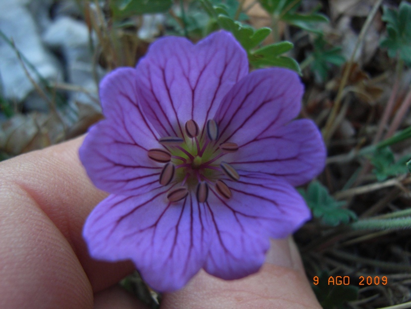 Monte Miletto - Geranium austroapenninum